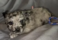 Cleopatra Platinum Fluffy Merle, a female French Bulldog and Pomsky for sale in Kokomo, IN – Photo 8 of 10