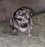 Cleopatra , a female French Bulldog and Pomsky for sale in Kokomo, IN – Photo 6 of 8