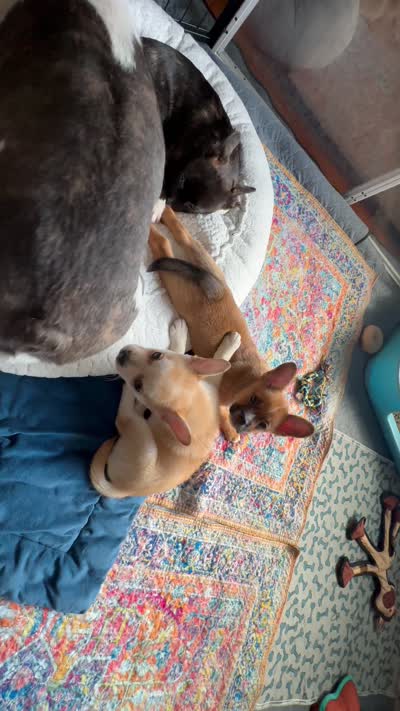 Max -Video updates 8/2, a male French Bulldog and Pomsky for sale in Kokomo, IN – 9 of 10