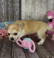 Max, a male French Bulldog and Pomsky for sale in Kokomo, IN – 1 of 10