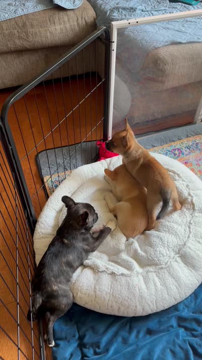Ali -Video updates 8/2-, a male French Bulldog and Pomsky for sale in Kokomo, IN – 10 of 10