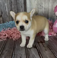 Max, a male French Bulldog and Pomsky for sale in Kokomo, IN – 6 of 10