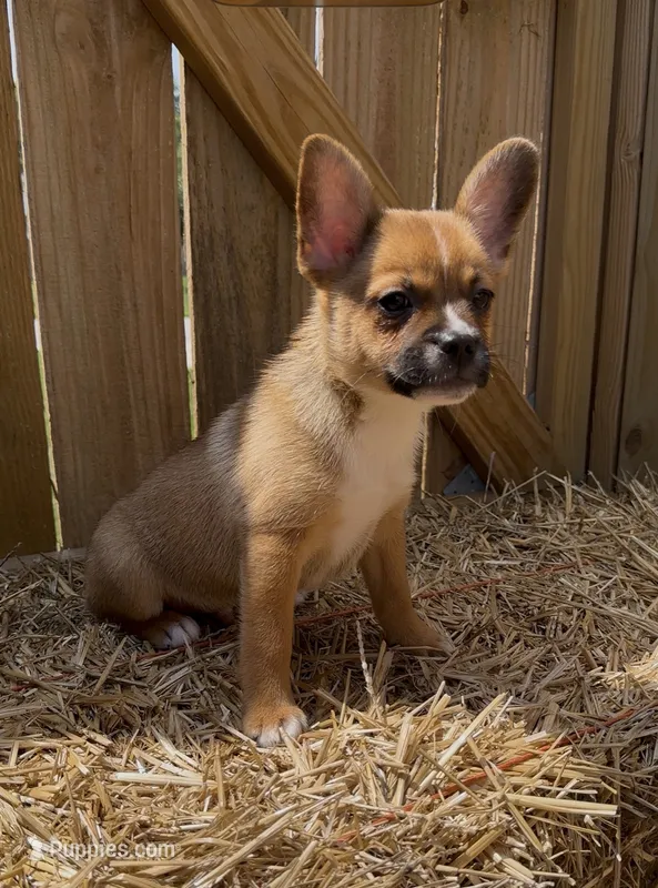 Ali -New Video 8/8 – French Bulldog, Pomsky puppy for sale in Kokomo, IN