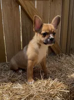 Ali -New Video 8/8, a male French Bulldog and Pomsky for sale in Kokomo, IN – 1 of 9
