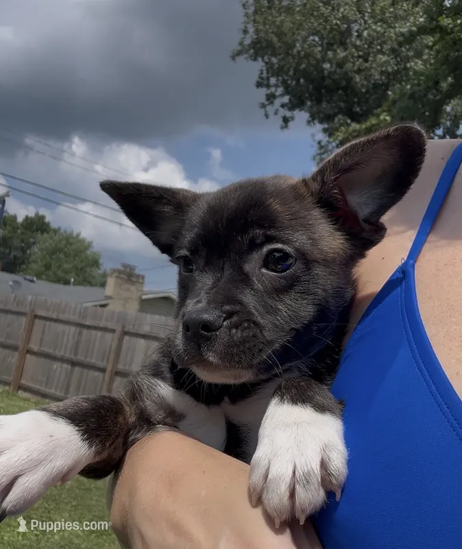 Luxe -Video updates 8/8 – French Bulldog, Pomsky puppy for sale in Kokomo, IN