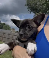 Luxe -Video updates 8/8, a male French Bulldog and Pomsky for sale in Kokomo, IN – 5 of 10
