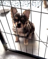 Biz -Video updates-, a male French Bulldog and Pomsky for sale in Kokomo, IN – 5 of 10