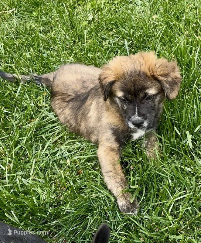 Fluffy Merle  – French Bulldog, Pomsky puppy for sale in Kokomo, IN