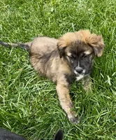 Fluffy Merle , a male French Bulldog and Pomsky for sale in Kokomo, IN – 1 of 10