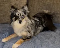 Gin /Golden Merle , a male French Bulldog and Pomsky for sale in Kokomo, IN – 9 of 10
