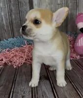 Max, a male French Bulldog and Pomsky for sale in Kokomo, IN – 5 of 10