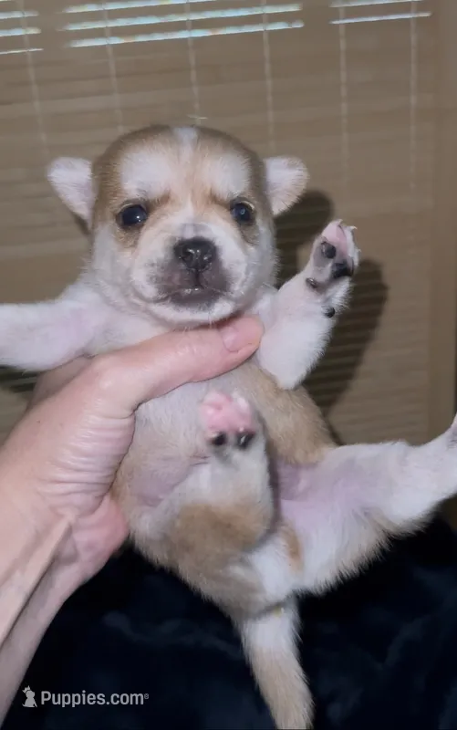 Max – French Bulldog, Pomsky puppy for sale in Kokomo, IN
