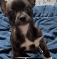 King -Video updates 8/17, a male French Bulldog and Pomsky for sale in Kokomo, IN – 5 of 9