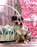 Louisa Platinum Plush Merle, a female French Bulldog and Pomsky for sale in Kokomo, IN – Photo 6 of 10