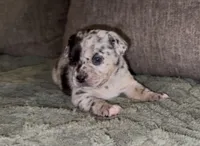 Louise, a female French Bulldog and Pomsky for sale in Kokomo, IN – Photo 4 of 9