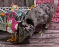 Louisa Platinum Plush Merle, a female French Bulldog and Pomsky for sale in Kokomo, IN – Photo 7 of 10