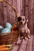 Louisa Platinum Plush Merle, a female French Bulldog and Pomsky for sale in Kokomo, IN – Photo 2 of 10