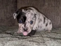Louise, a female French Bulldog and Pomsky for sale in Kokomo, IN – Photo 2 of 9