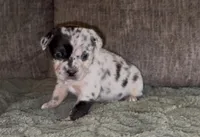 Louise, a female French Bulldog and Pomsky for sale in Kokomo, IN – Photo 3 of 9