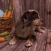 Louisa Platinum Plush Merle, a female French Bulldog and Pomsky for sale in Kokomo, IN – Photo 3 of 10