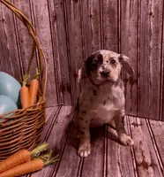 Louisa Platinum Plush Merle, a female French Bulldog and Pomsky for sale in Kokomo, IN – Photo 8 of 10