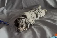 Louisa Platinum Fluffy Merle, a female French Bulldog and Pomsky for sale in Kokomo, IN – Photo 8 of 10