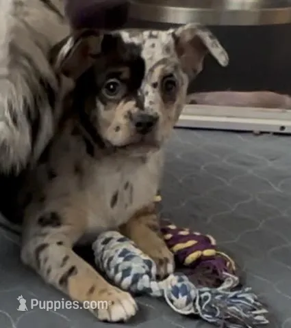 Louisa Platinum Plush Merle – French Bulldog, Pomsky puppy for sale in Kokomo, IN