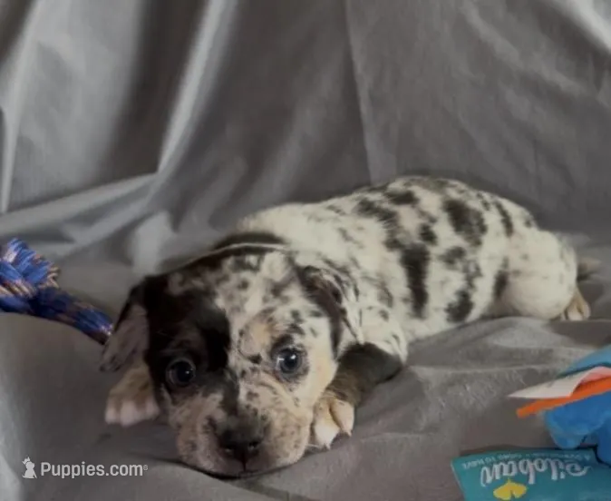 Louisa Platinum Fluffy Merle – French Bulldog, Pomsky puppy for sale in Kokomo, IN