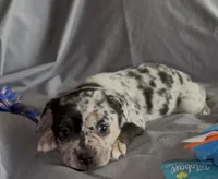 Louisa Platinum Fluffy Merle, a female French Bulldog and Pomsky for sale in Kokomo, IN – Photo 1 of 10