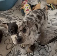 Louisa Platinum Fluffy Merle, a female French Bulldog and Pomsky for sale in Kokomo, IN – Photo 10 of 10