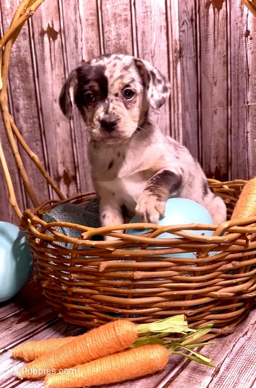 Louisa Platinum Plush Merle – French Bulldog, Pomsky puppy for sale in Kokomo, IN