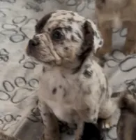 Louisa Platinum Fluffy Merle, a female French Bulldog and Pomsky for sale in Kokomo, IN – Photo 3 of 10