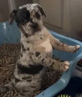 Louisa Platinum Fluffy Merle, a female French Bulldog and Pomsky for sale in Kokomo, IN – Photo 4 of 10