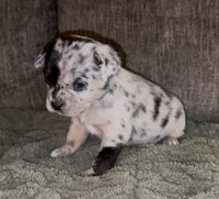 Louise, a female French Bulldog and Pomsky for sale in Kokomo, IN – Photo 8 of 9