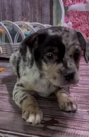 Louisa Platinum Plush Merle, a female French Bulldog and Pomsky for sale in Kokomo, IN – Photo 5 of 10