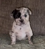 Louise, a female French Bulldog and Pomsky for sale in Kokomo, IN – Photo 1 of 9