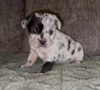 Louise, a female French Bulldog and Pomsky for sale in Kokomo, IN – Photo 7 of 9