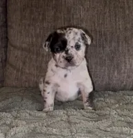 Louise, a female French Bulldog and Pomsky for sale in Kokomo, IN – Photo 6 of 9