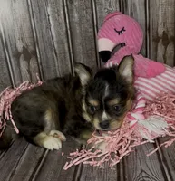 Biz, a male French Bulldog and Pomsky for sale in Kokomo, IN – 5 of 10