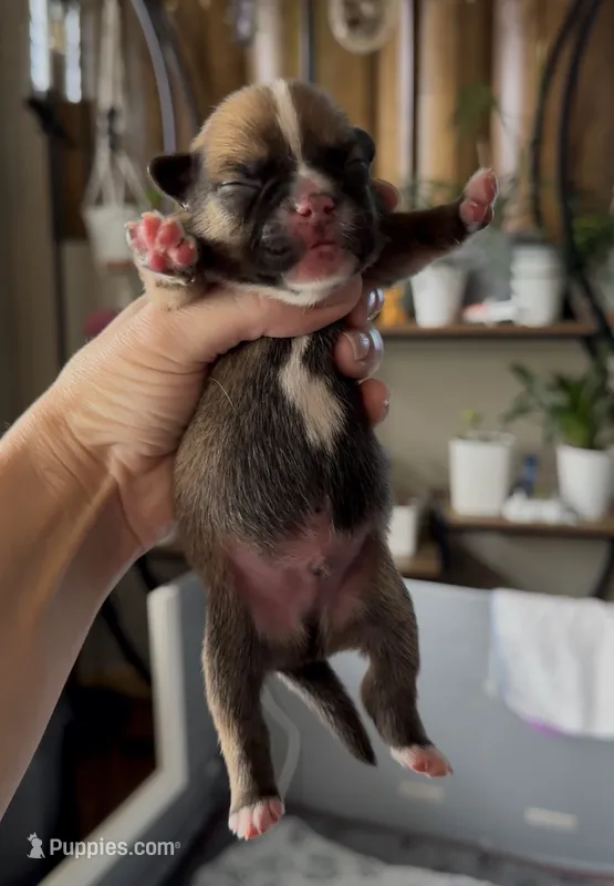 Ali – French Bulldog, Pomsky puppy for sale in Kokomo, IN