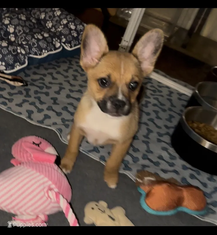 Last of his litter! New vid 8/29 – French Bulldog, Pomsky puppy for sale in Kokomo, IN