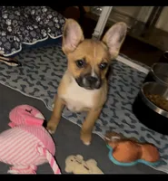 Last of his litter! New vid 8/29, a male French Bulldog and Pomsky for sale in Kokomo, IN – 1 of 10