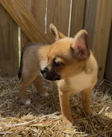Ali -New Video 8/8, a male French Bulldog and Pomsky for sale in Kokomo, IN – 6 of 9