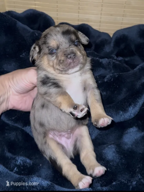 Junior – French Bulldog, Pomsky puppy for sale in Kokomo, IN