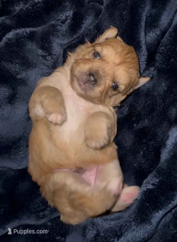 Gin /Golden Merle  – French Bulldog, Pomsky puppy for sale in Kokomo, IN
