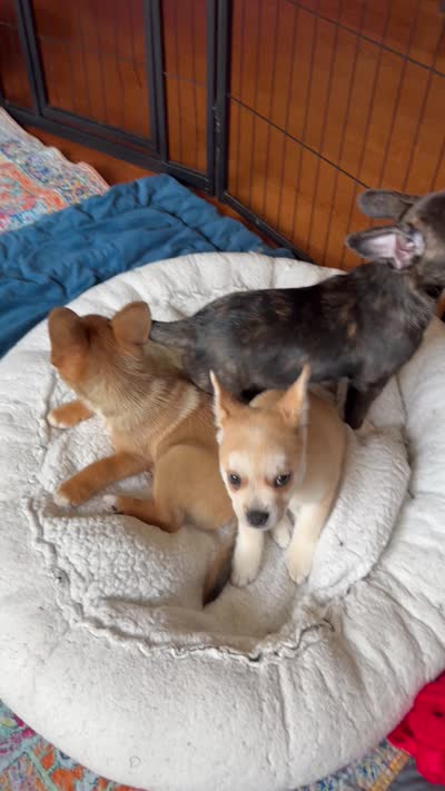 Max -Video updates 8/2, a male French Bulldog and Pomsky for sale in Kokomo, IN – 7 of 10