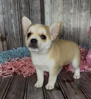 Max, a male French Bulldog and Pomsky for sale in Kokomo, IN – 3 of 10