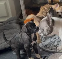 Luxe -Video updates-, a male French Bulldog and Pomsky for sale in Kokomo, IN – 3 of 10