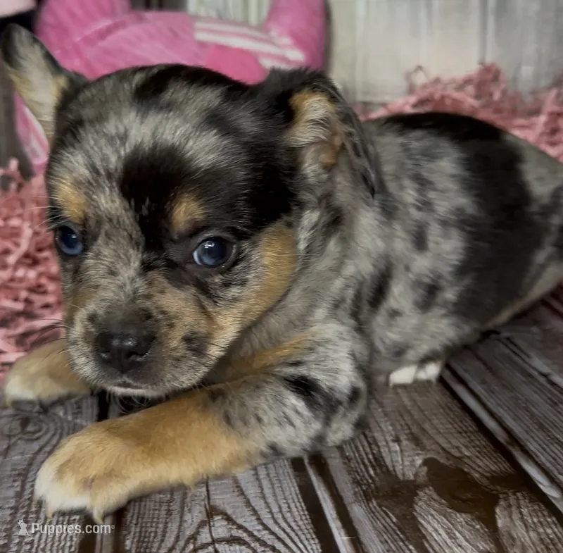 Junior – French Bulldog, Pomsky puppy for sale in Kokomo, IN