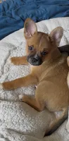 Ali -Video updates 8/2-, a male French Bulldog and Pomsky for sale in Kokomo, IN – 6 of 10